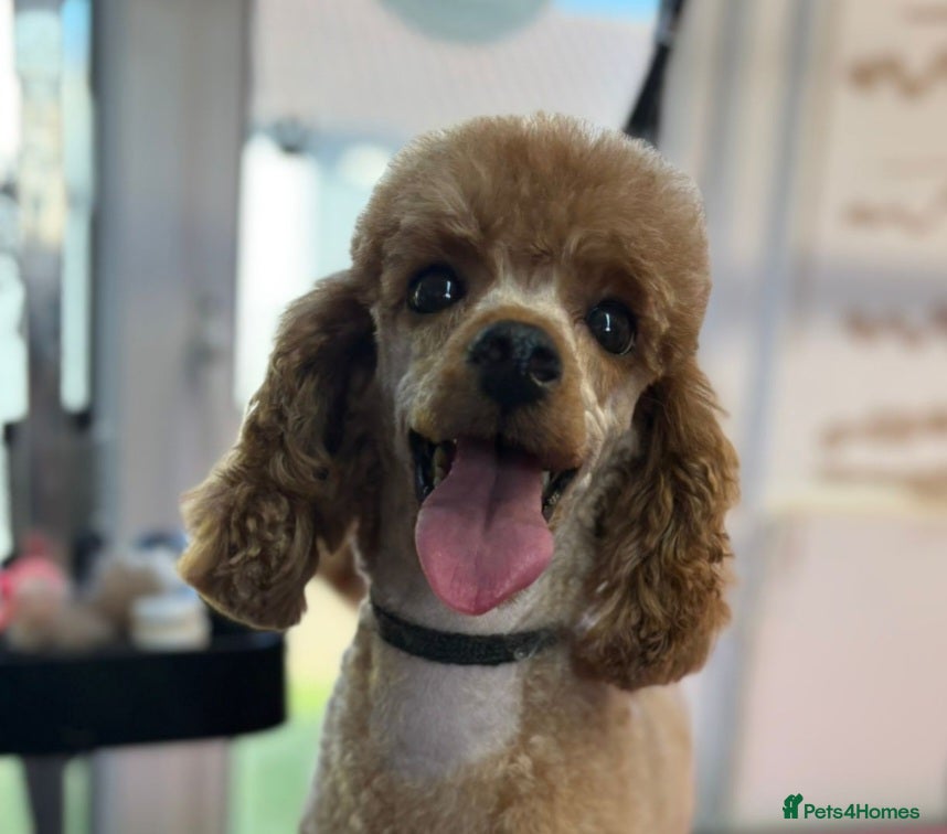 Miniature Poodle dogs Kennel club red Miniature poodle lady  - Advert 1