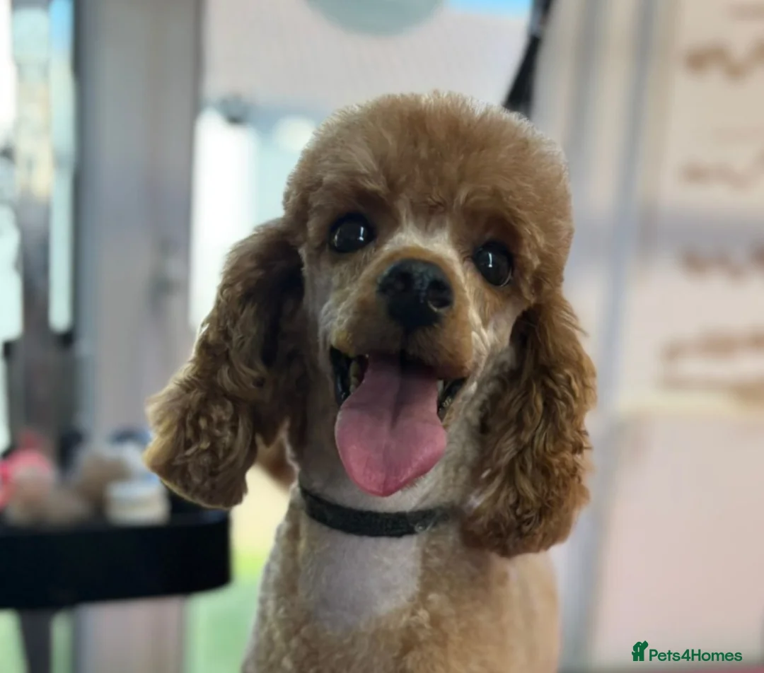 Miniature Poodle dogs for sale: Kennel club red Miniature poodle lady  - Advert 1