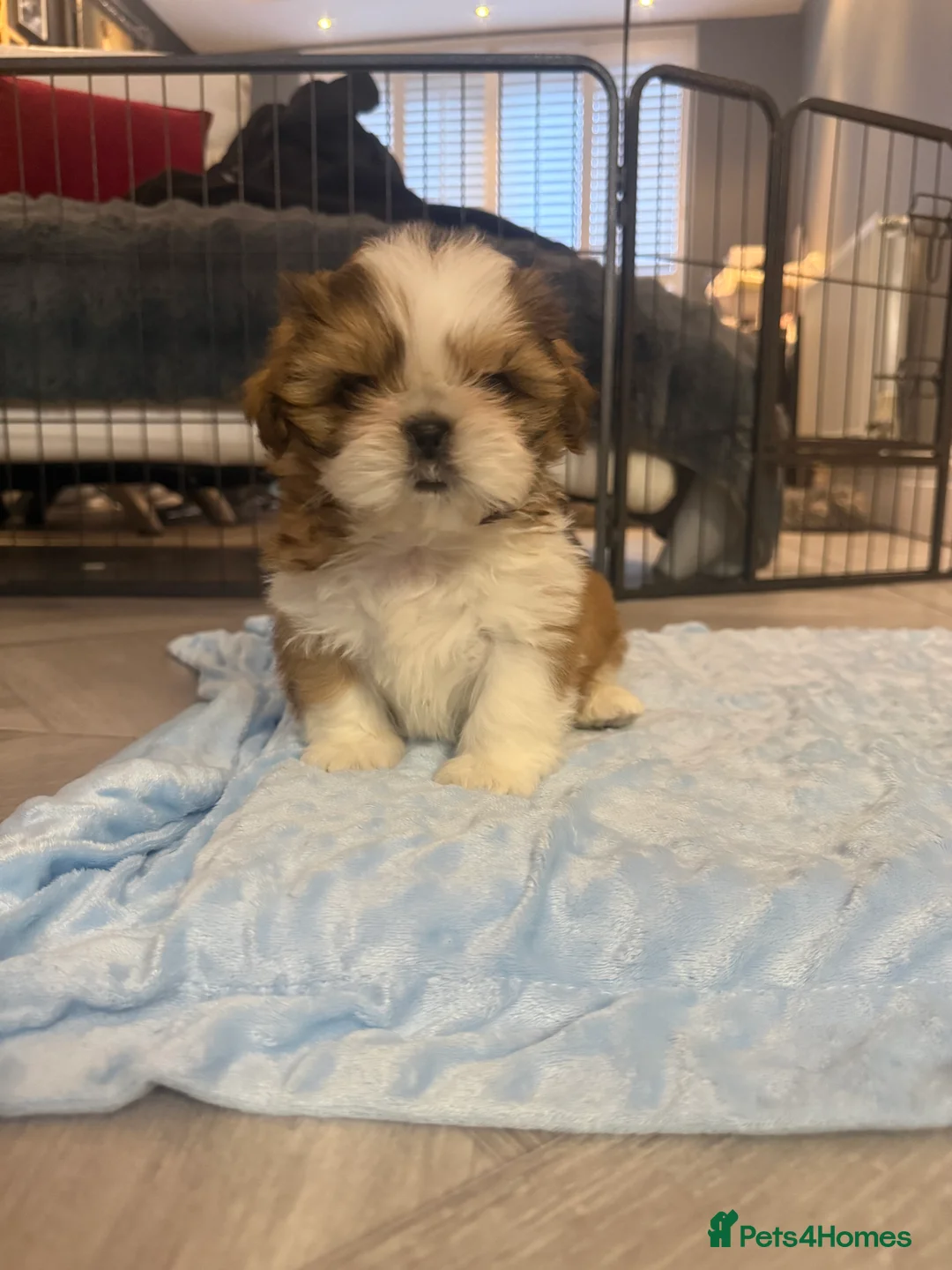 Shih Tzu dogs for sale: Stunning breed standard Shih Tzus  - Advert 11
