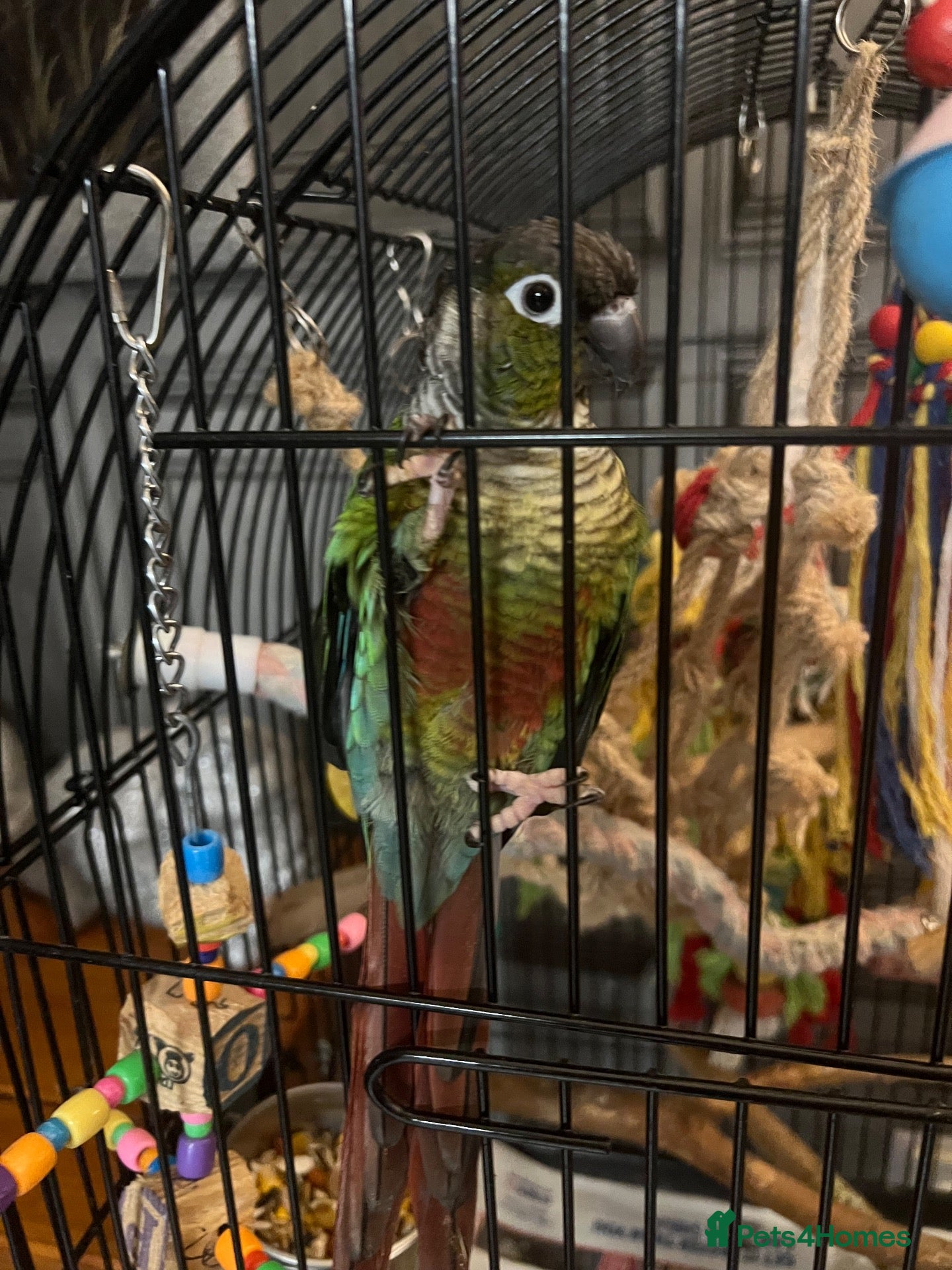 Conures birds Male conure - Advert 1