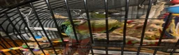 Conures birds for sale: Male conure in Wirral - Advert 1
