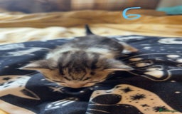 Maine Coon cats for sale: 1 GIRL / 5 BOYS - Image 13