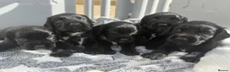 Cocker Spaniel dogs for sale: Cocker spaniel puppies - Advert 11