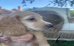 Cocker Spaniel dogs for sale: Working Cocker Spaniels in Wareham - Image 11