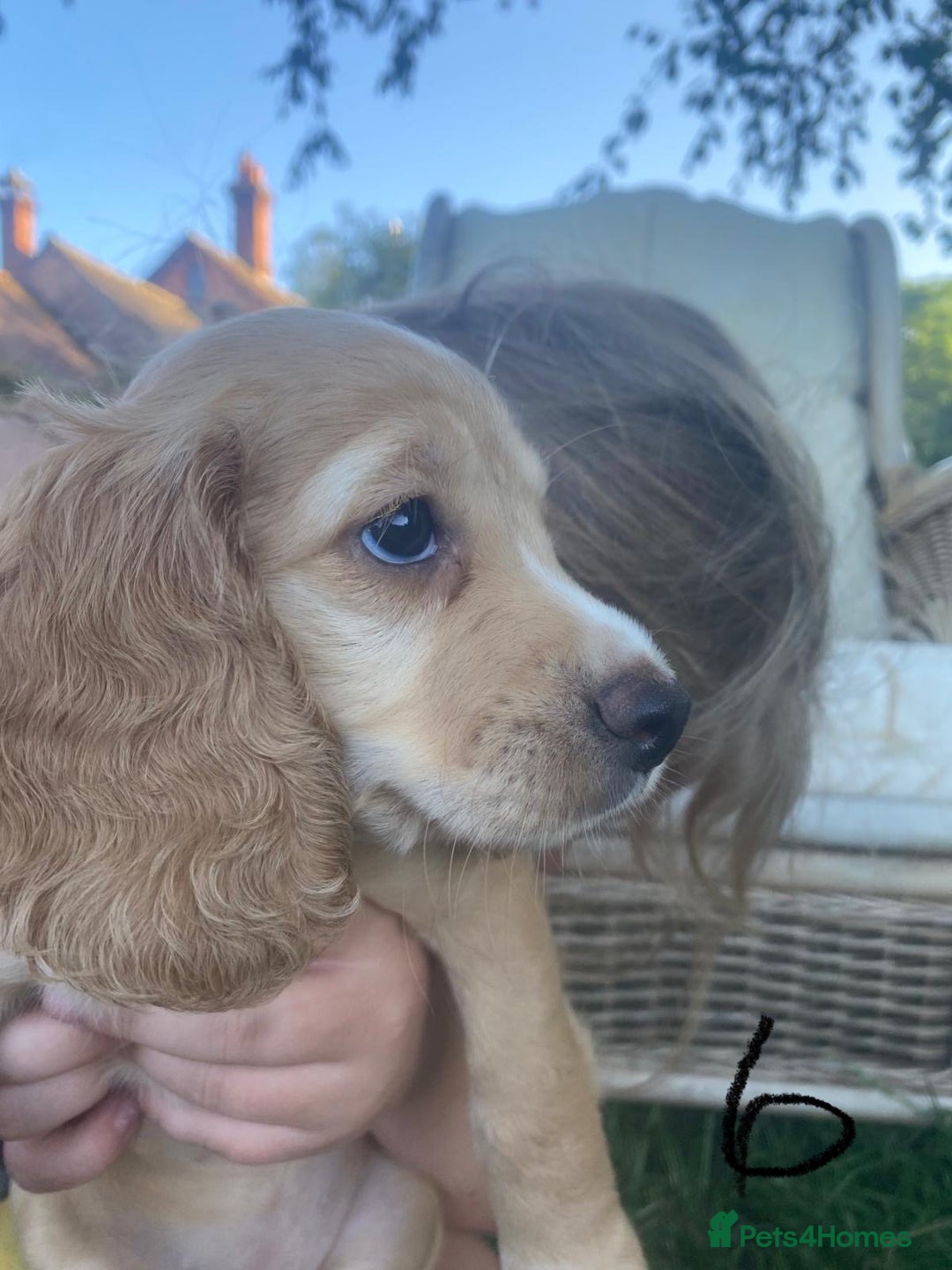 Cocker Spaniel dogs for sale: Working Cocker Spaniels in Wareham - Image 11