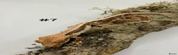 Gecko reptiles for sale: Adult, Juvenile and Lilly White Crested Geckos - Advert 14