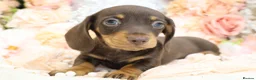 Miniature Dachshund dogs for sale: KC Miniature Dachshund Puppies - Advert 9