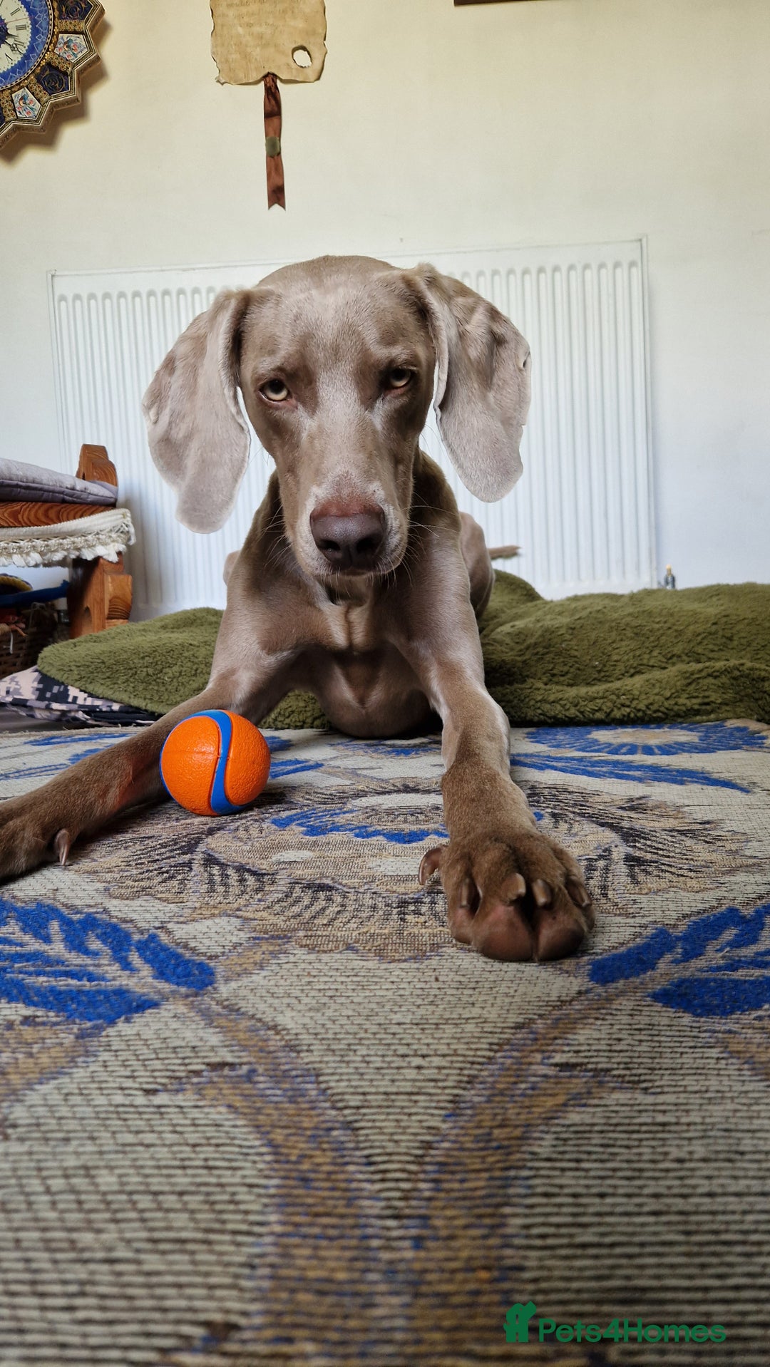 Weimaraner dogs for sale: KC Registered Weimaraner puppies - Advert 5