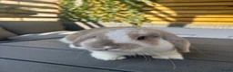 Mini Lop rabbits for sale: Mini lop boys available now in Kettering - Advert 4