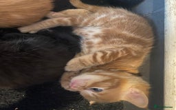 British Shorthair cats for sale: Lovely kittens soon ready for their forever home - Image 5