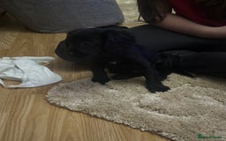 Cockalier dogs for sale: Cockier  - Advert 10