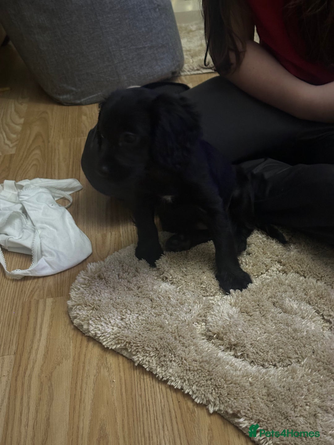 Cockalier dogs for sale: Cockier  - Advert 10