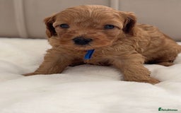 Cavapoo dogs for sale: Dream Cavapoo puppies, DNA Clear, Home Raised - Image 7