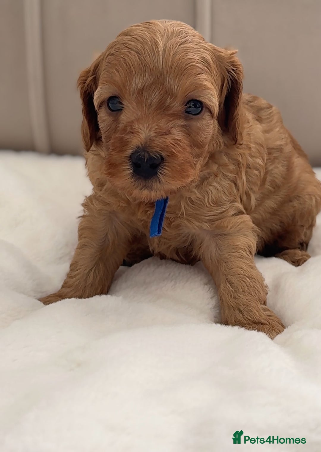 Cavapoo dogs for sale: Dream Cavapoo puppies, DNA Clear, Home Raised - Image 7