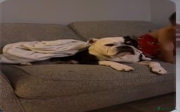 Olde English Bulldogge dogs for sale: Old English bulldog puppies - Image 21
