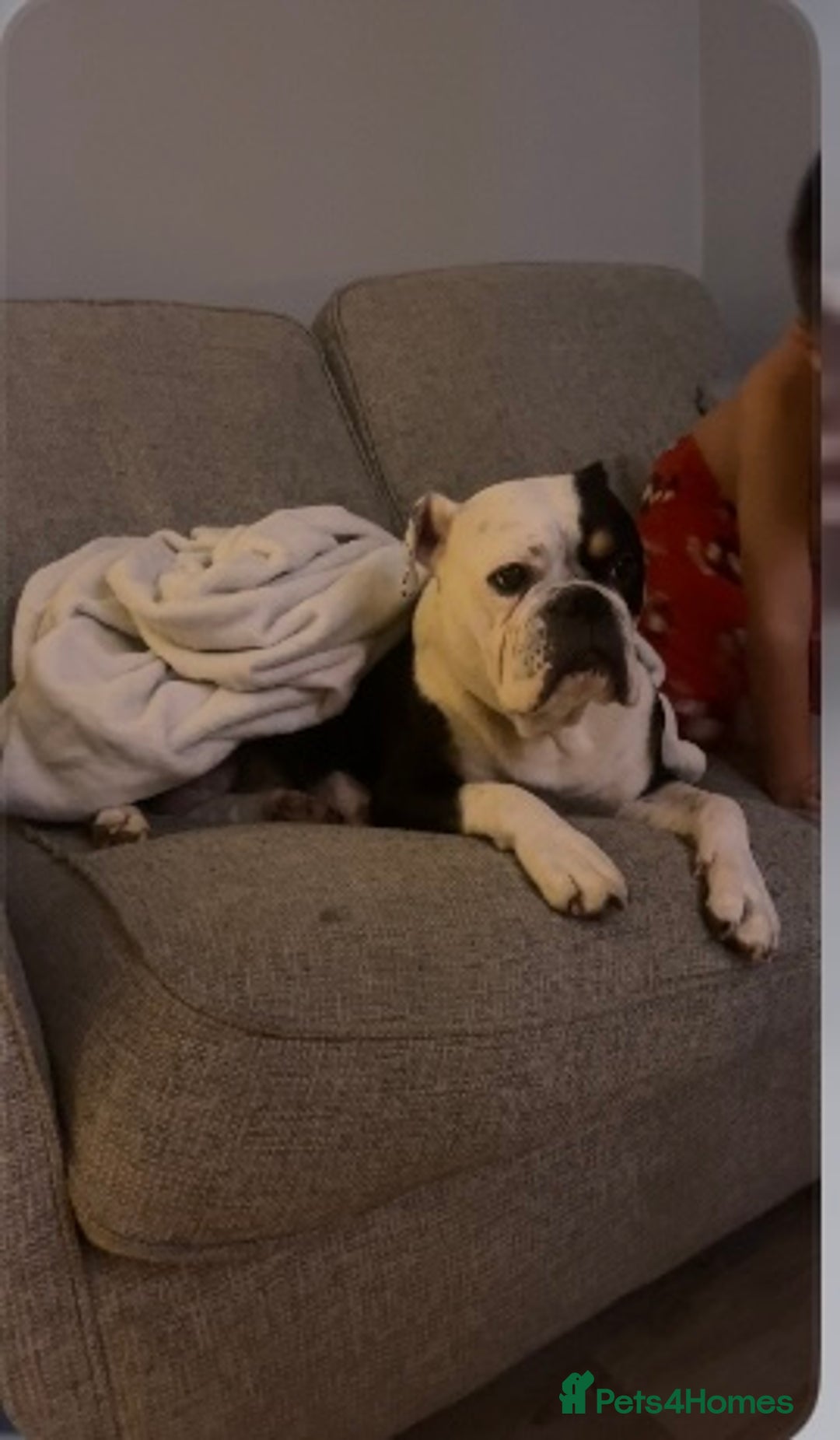Olde English Bulldogge dogs for sale: Old English bulldog puppies - Image 21