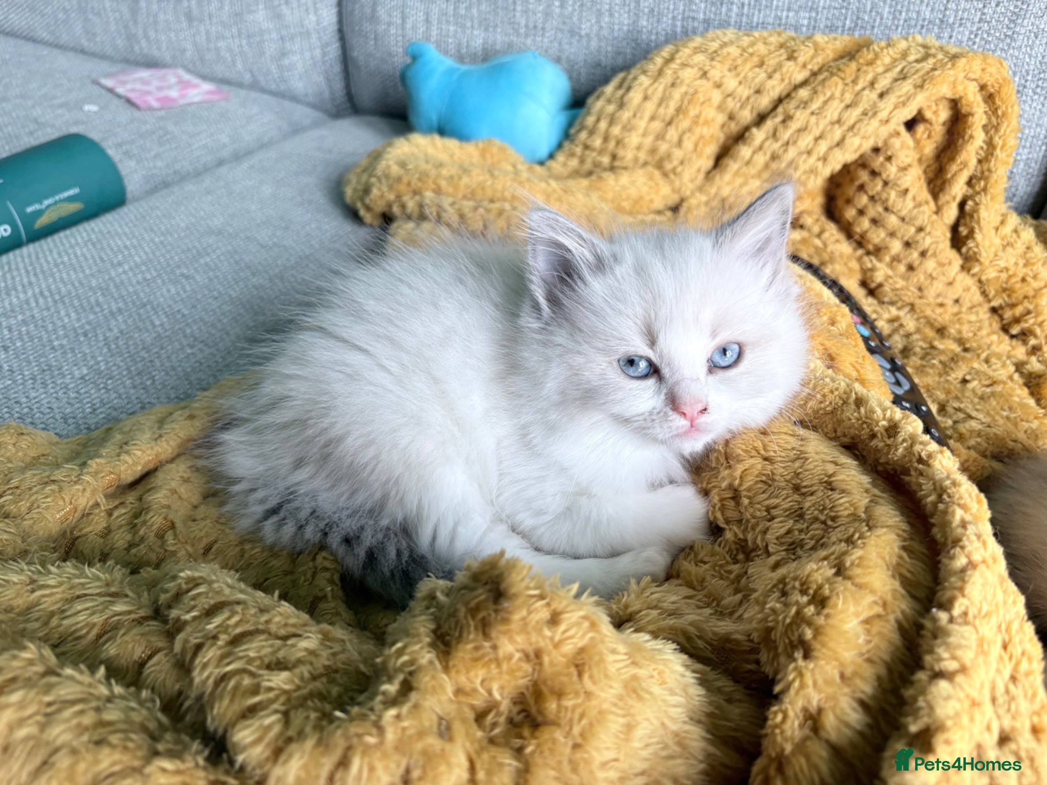 Ragdoll cats Ragdoll Cross Kittens  - Advert 1