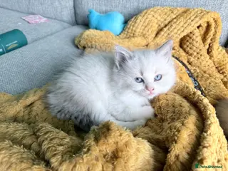 Ragdoll cats Ragdoll Cross Kittens - Advert 3