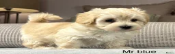 Maltipoo dogs for sale: A BEAUTIFUL ARRAY OF COLOURS AND LOVELINESS  - Advert 31