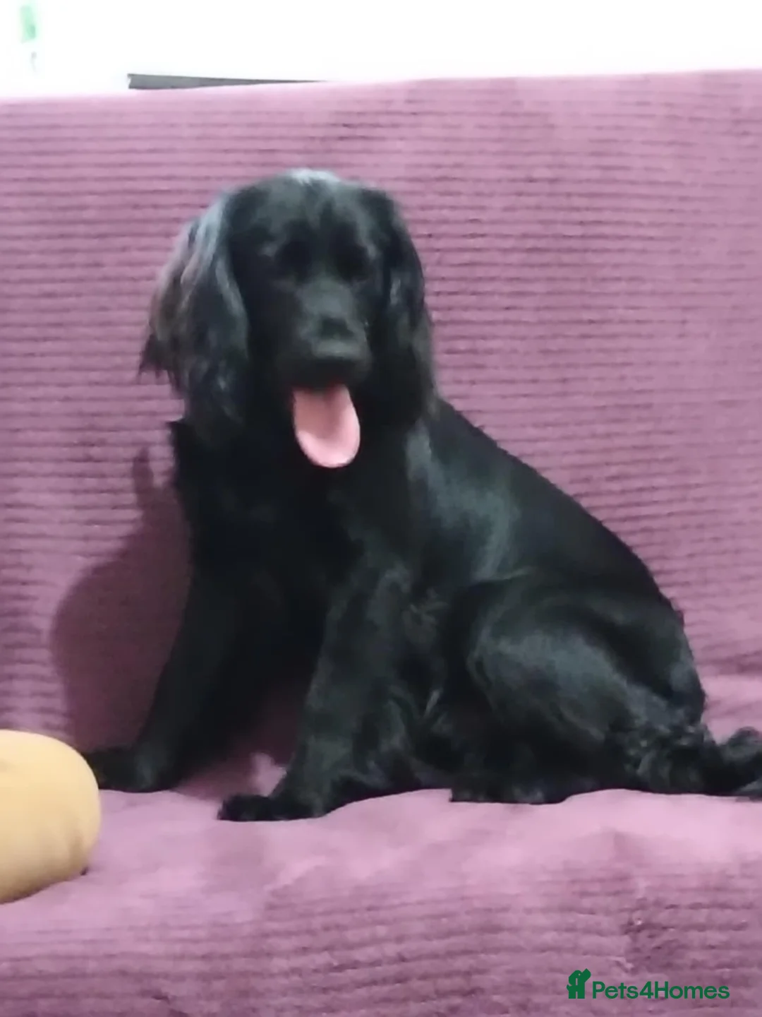 Cocker Spaniel dogs for sale: Cocker spaniel - Advert 8