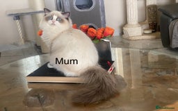 Ragdoll cats for sale: Attention🎈Rare Kitten  - Image 30