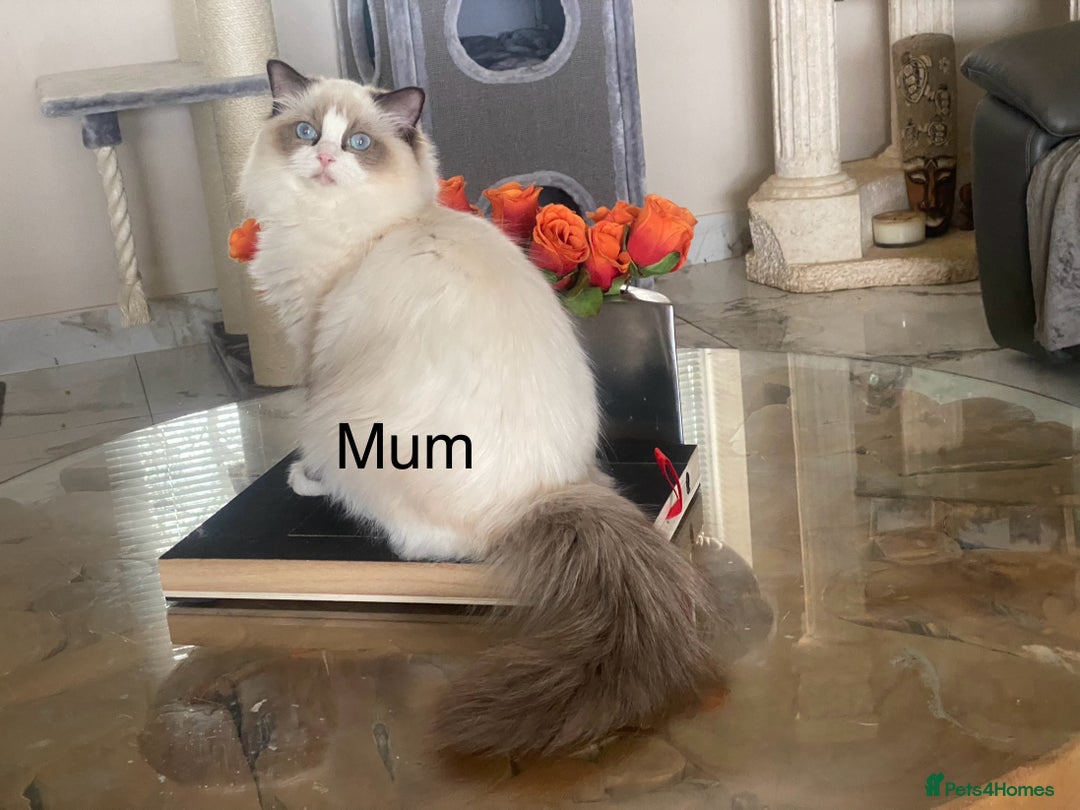 Ragdoll cats for sale: Attention🎈Rare Kitten  - Image 30