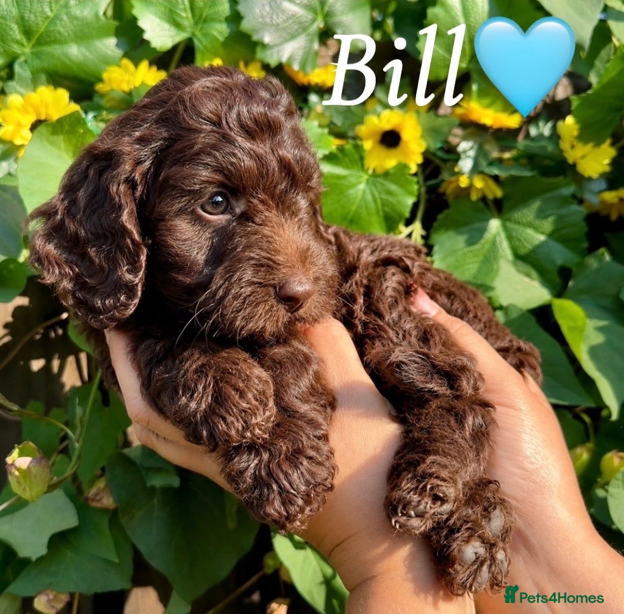 Cockapoo dogs 3 remaining, ready to leave!🐶🤎 - Advert 2