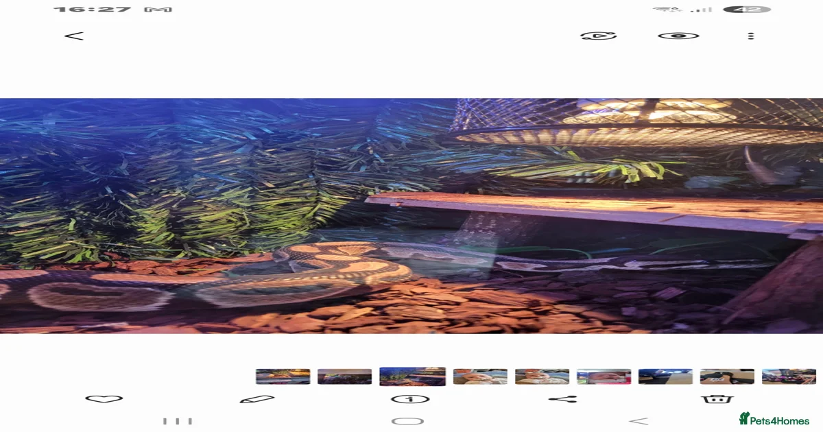 Ball python plus tank for sale in Liverpool | Pets4Homes