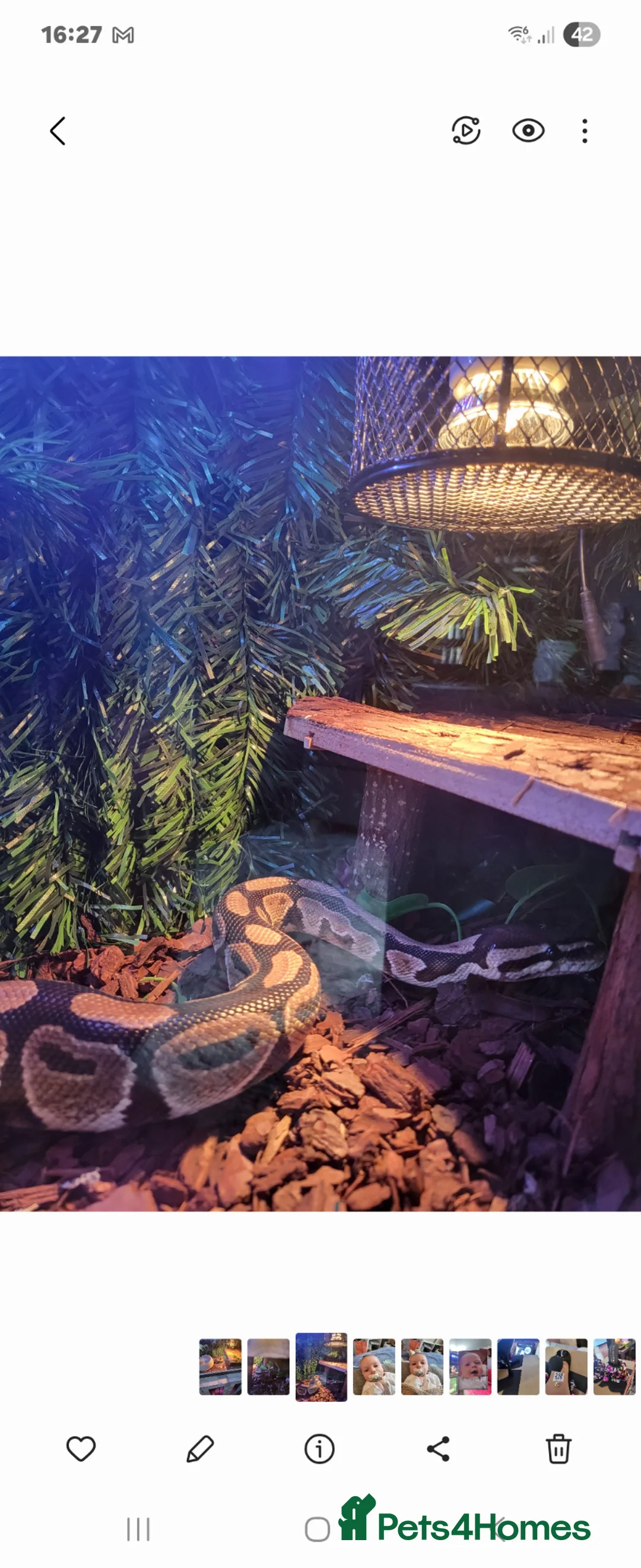 Python Snake reptiles for sale: Ball python plus tank  - Advert 1