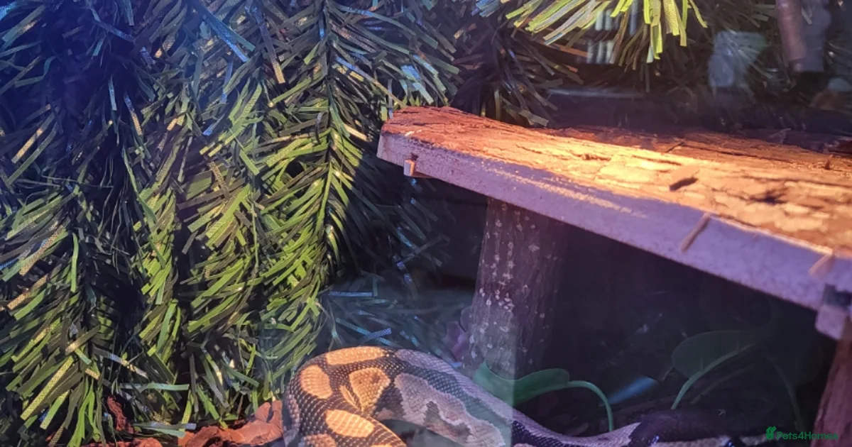 Ball python plus tank for sale in Liverpool | Pets4Homes