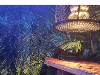 Python Snake reptiles Ball python plus tank - Advert 1