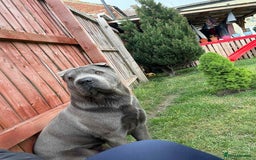 Shar Pei dogs for sale: Meet Nero –our 4-Year-Old Grey Shar Pei 💙🐾 - Image 2