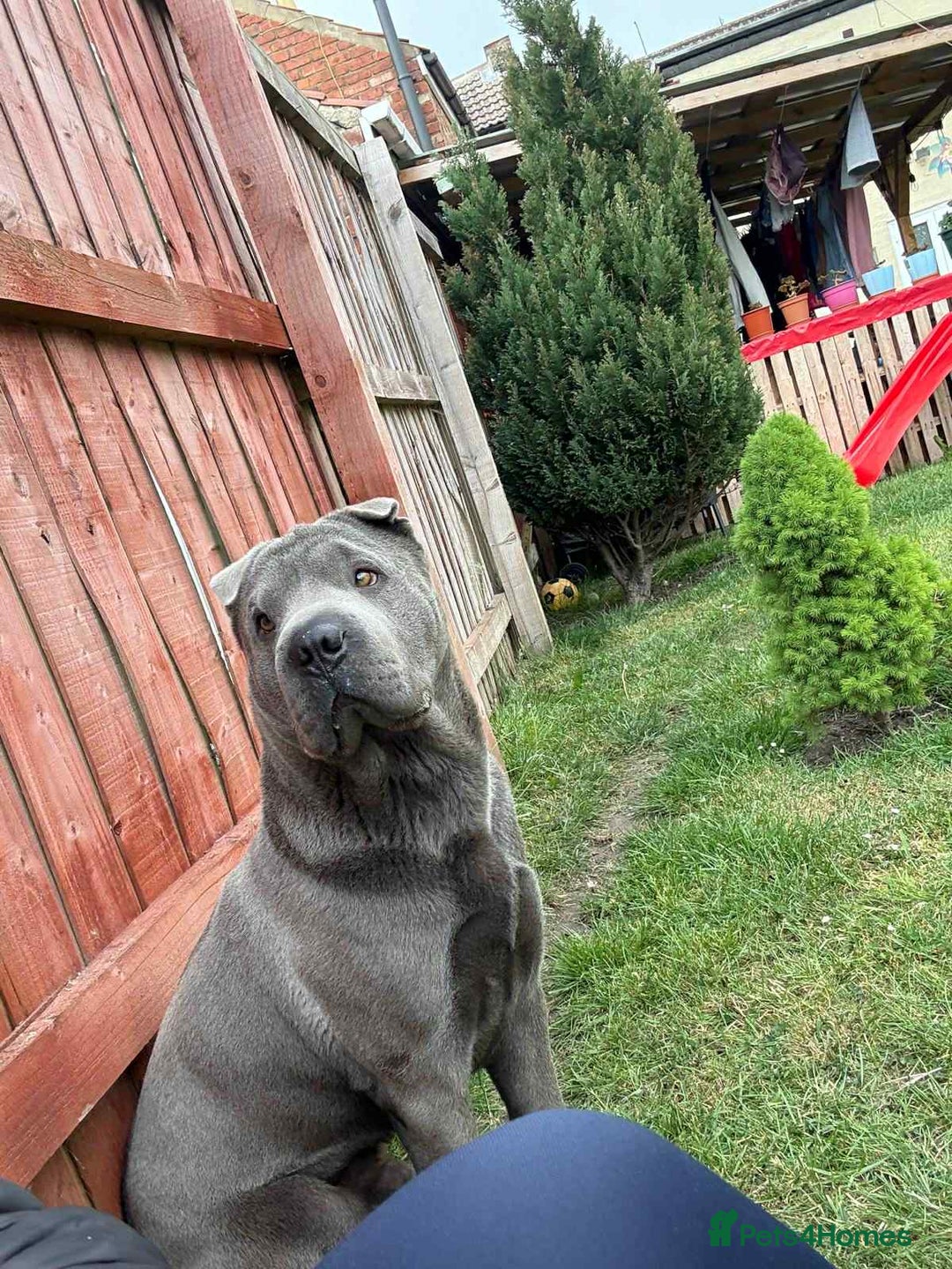 Shar Pei dogs for sale: Meet Nero –our 4-Year-Old Grey Shar Pei 💙🐾 - Image 2