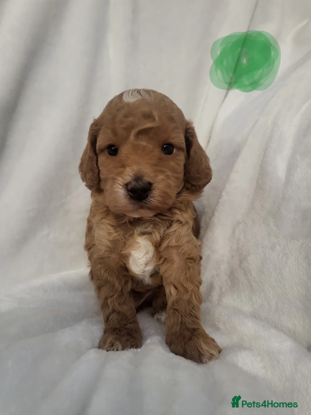 Cockapoo dogs for sale: F1bb show type cockapoo  - Advert 20