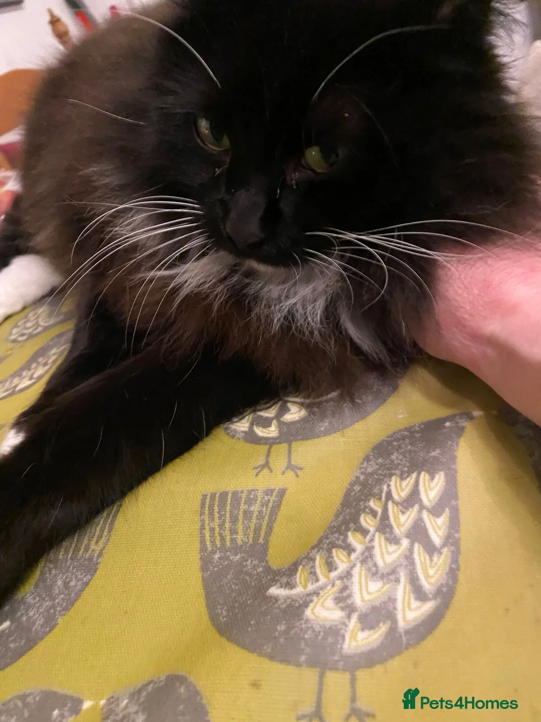 Mixed Breed cats for adoption: Beautiful floofy girl looking for the perfect home - Advert 5