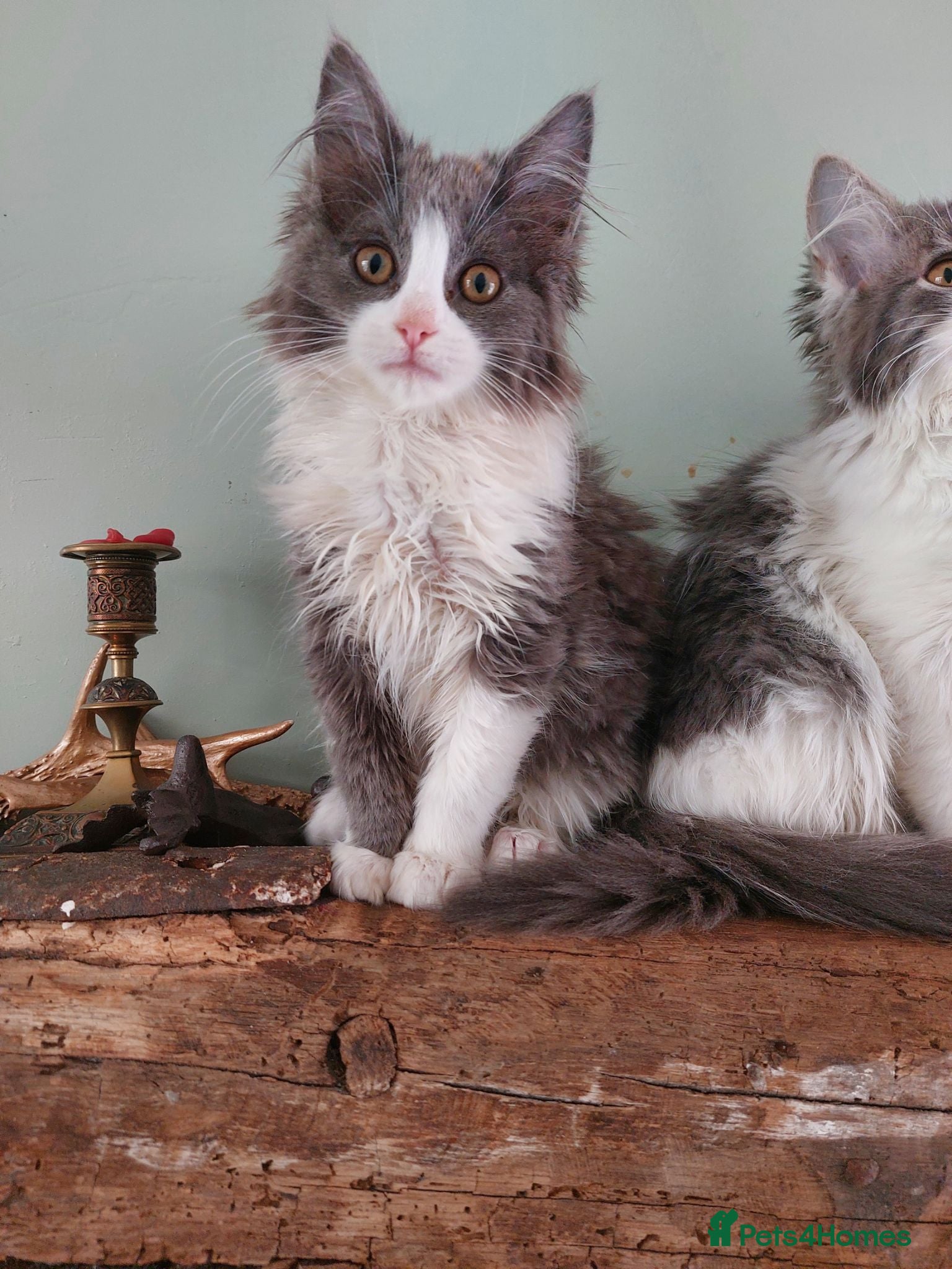 Maine Coon cats Ragccon kittens Maine Coon x Ragdoll 15 weeks  - Advert 14