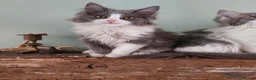 Maine Coon cats for sale: Maine Coon x Ragdoll 12 week kittens 2 male 2 fem - Advert 11