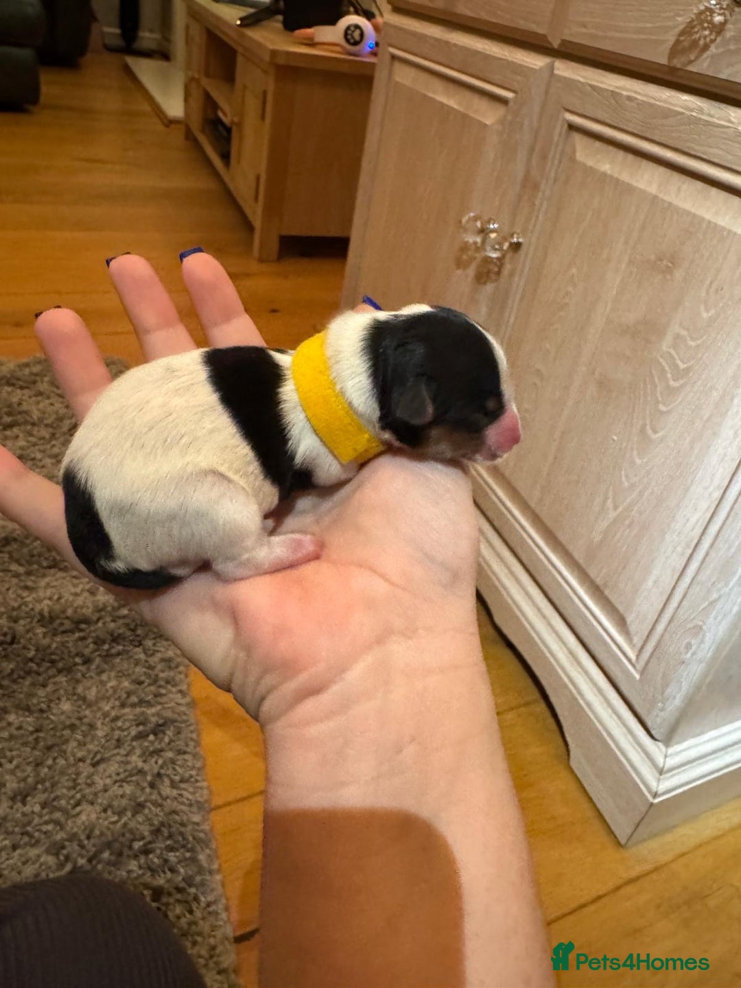 Biewer Terrier dogs for sale: Biewer Terrier Puppies  - Advert 6