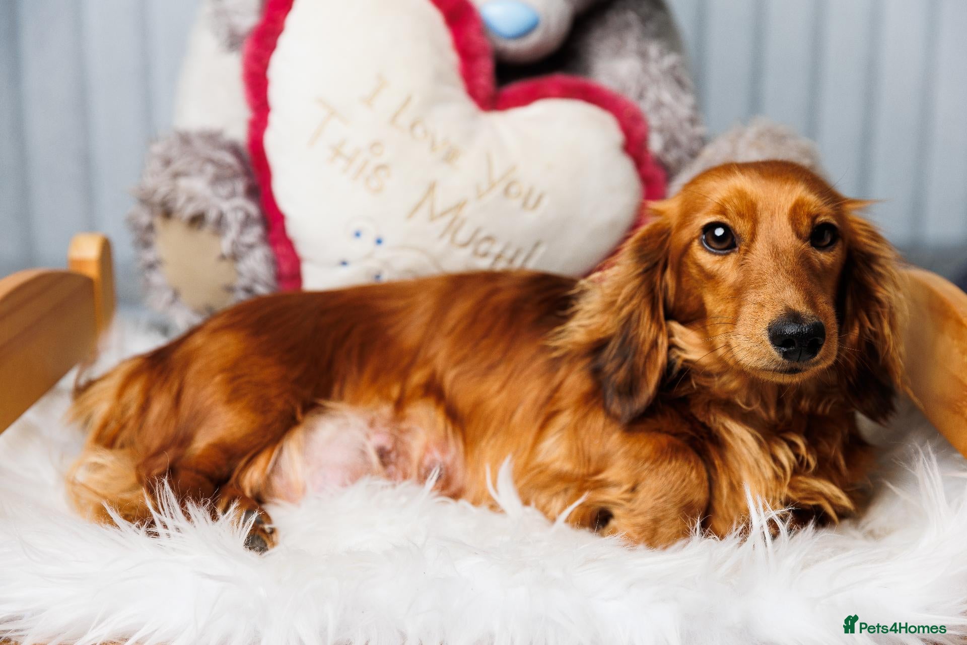 Miniature Dachshund dogs Beautiful Long-Haired Miniature Dachshund Puppies  - Advert 2