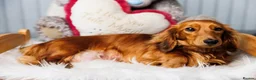 Miniature Dachshund dogs for sale: Beautiful Long-Haired Miniature Dachshund Puppies  - Advert 2