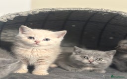 Scottish Fold cats for sale: Gorgeous Scottish kittens available  - Image 16