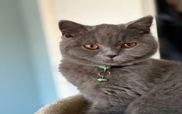 British Shorthair cats for sale: Adorable kittens - Image 6