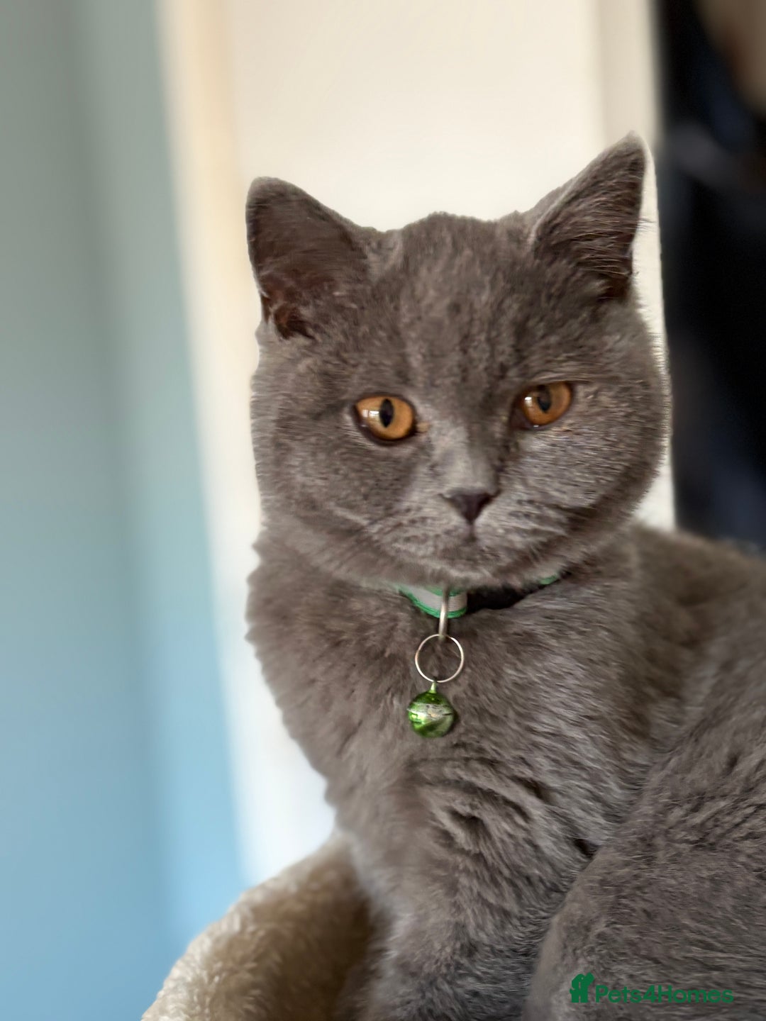 British Shorthair cats for sale: Adorable kittens - Image 6
