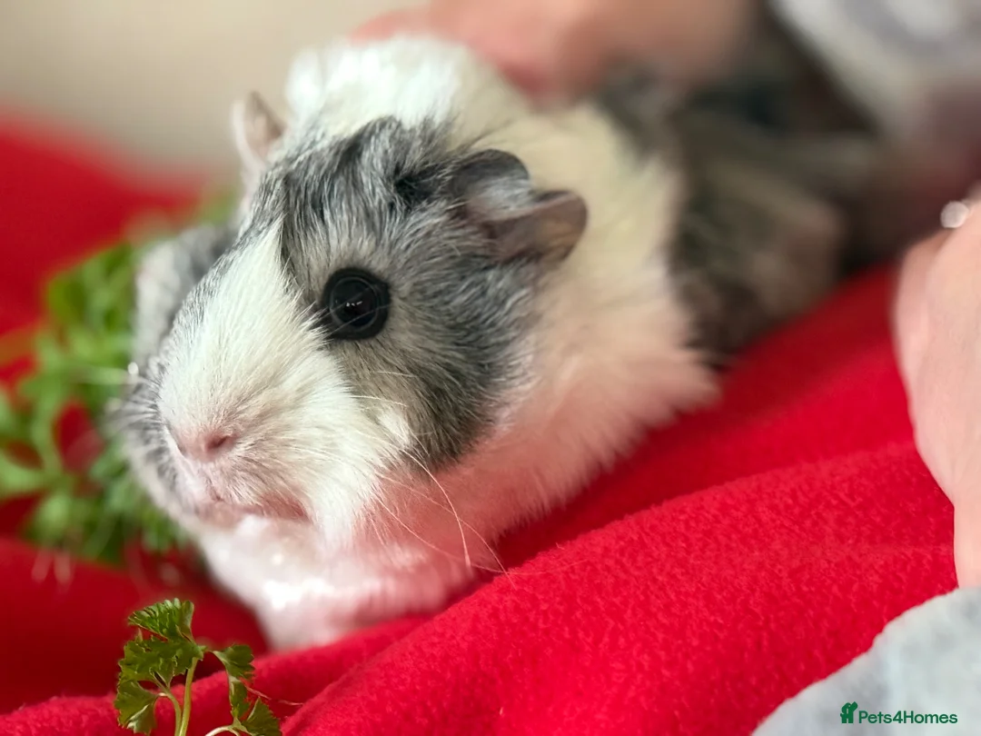 Guinea Pig rodents for sale: Two guinea pigs for re homing  in Wrexham - Advert 2