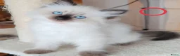 Ragdoll cats for sale: Ragdoll  - Advert 7