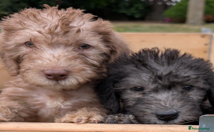 Bedlington Terrier dogs - Advert 3