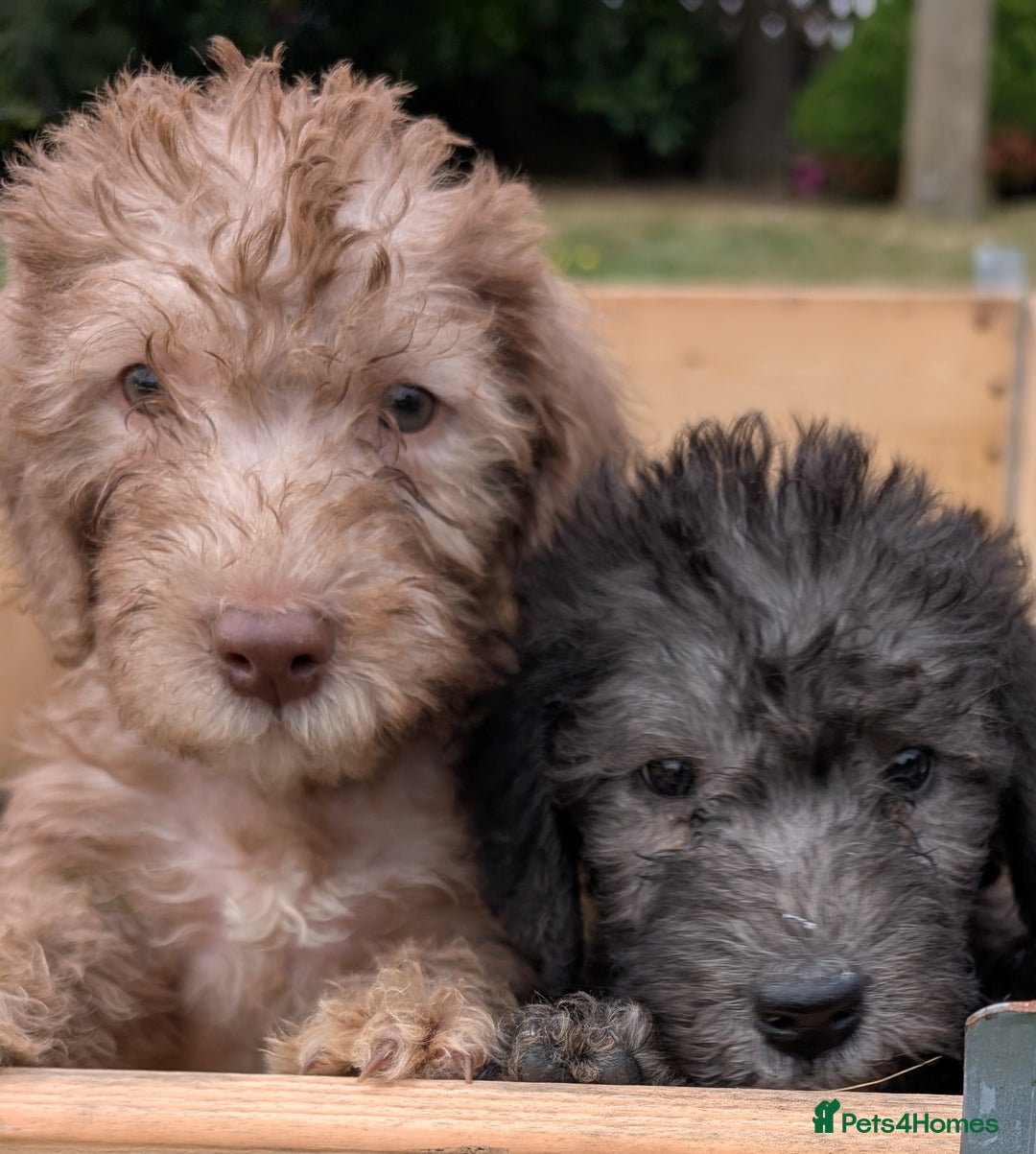 Bedlington Terrier dogs for sale: Bedlington terriers - working stock - Image 1