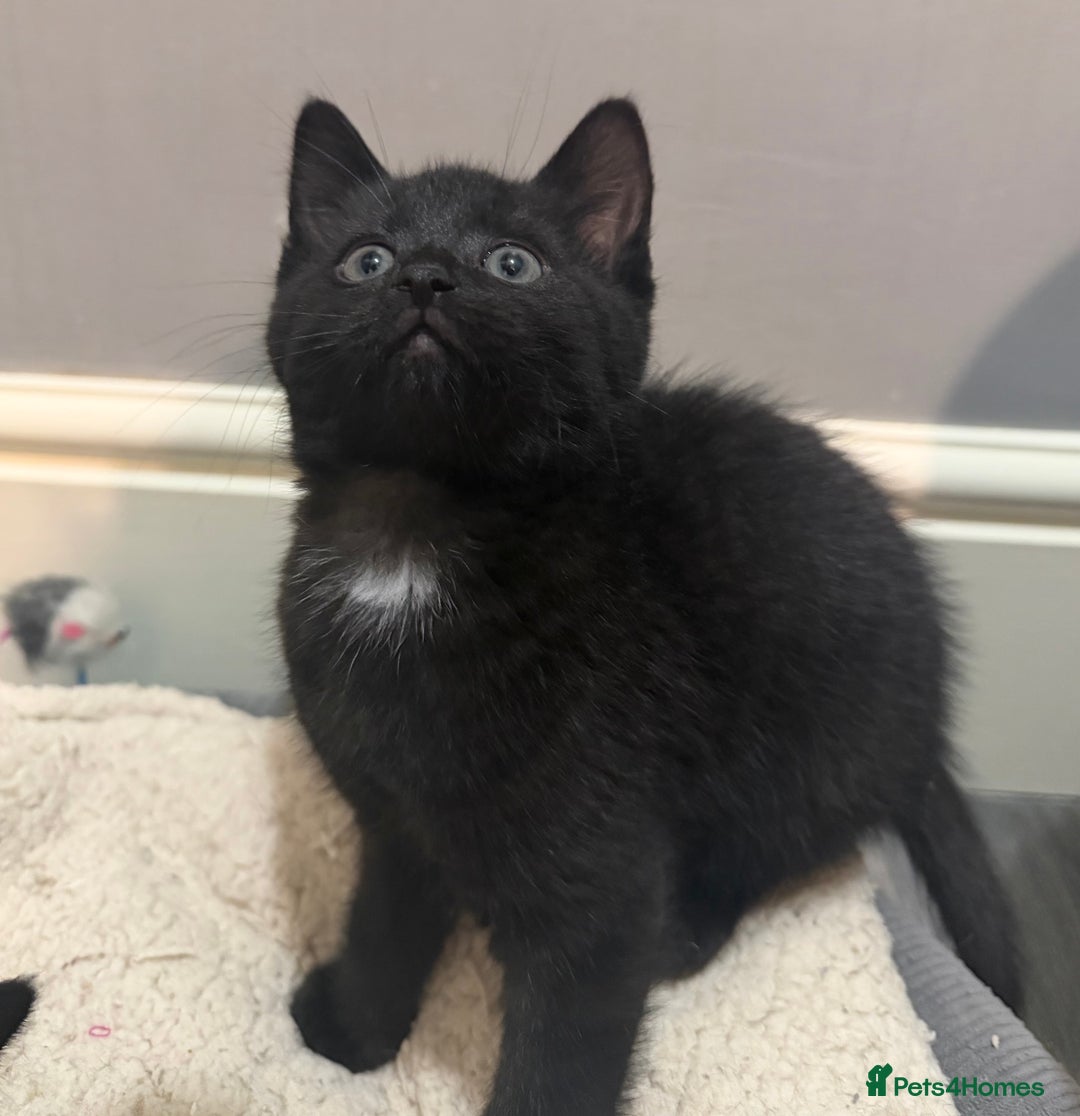 Mixed Breed cats for sale: 5 kittens for sale - Advert 4