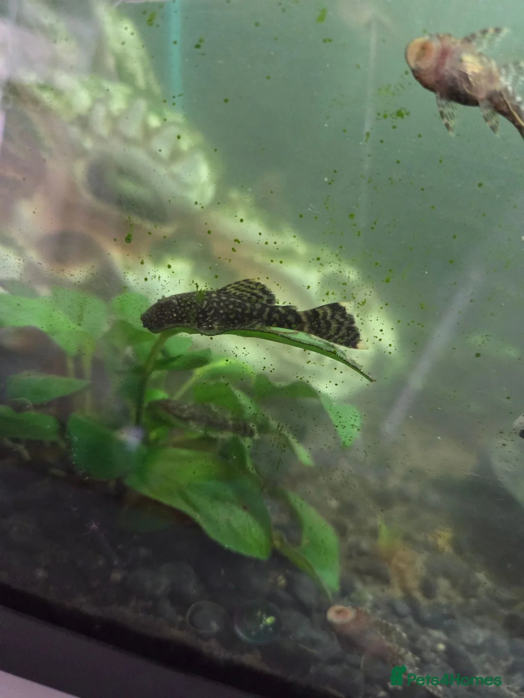 Plecos fish for sale: 🐟 COMMON BRISTLENOSE PLECOS AVAILABLE! 🐟 - Advert 3