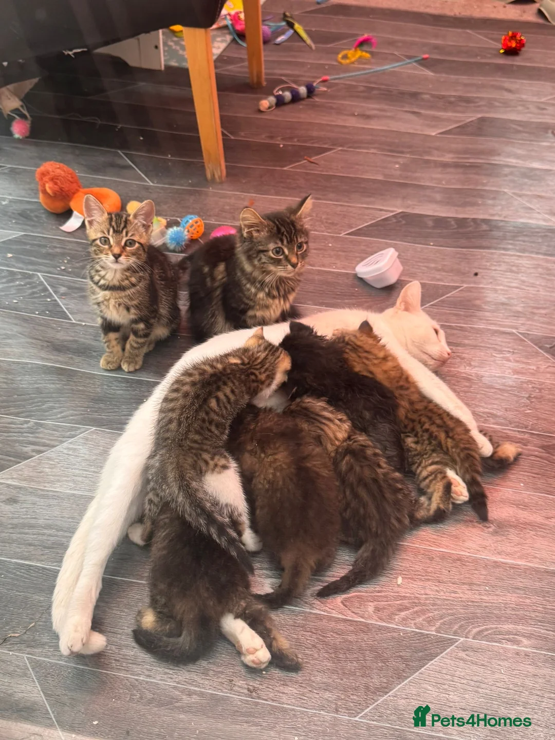 Domestic Shorthair cats for sale: Female tabby kitten (4 months) – needs loving home - Advert 6